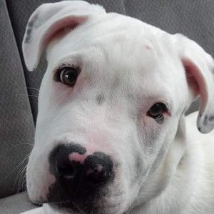 Meet your Posher, Bianca